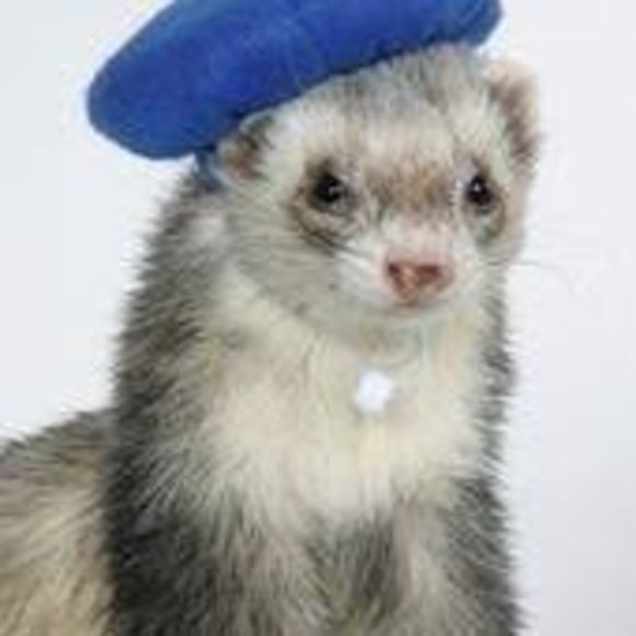 marshallferret